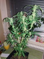 20170908_002644.jpg