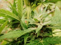 Big bud 73 дня (1).JPG