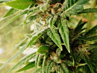 Big_bud_73_дня_(16).JPG