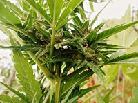 Big_bud_73_дня_(18).JPG
