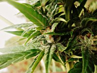 Big_bud_73_дня_(19).JPG
