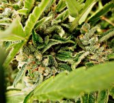 Big_bud_73_дня_(20).JPG