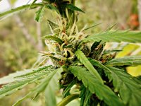 Big_bud_73_дня_(22).JPG