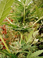Big_bud_73_дня_(24).JPG