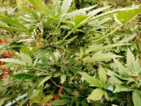 Big_bud_73_дня_(25).JPG