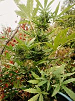 Big_bud_73_дня_(26).JPG