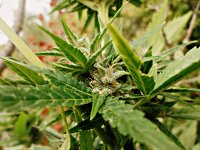 Big_bud_73_дня_(27).JPG