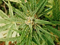 Big_bud_73_дня_(28).JPG