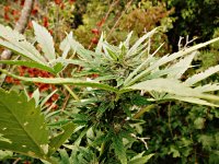 Big_bud_73_дня_(31).JPG
