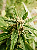 Big_bud_73_дня_(17).JPG