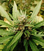 Big bud 73 дня (21).JPG