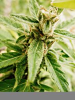 Big_bud_73_дня_(29).JPG