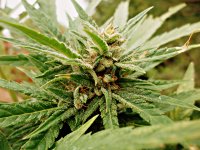 Big_bud_73_дня_(30).JPG