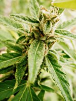Big_bud_73_дня_(29).JPG