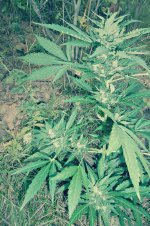 Auto_Blueberry®_72_дня_(1).JPG