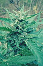 Auto_Blueberry®_72_дня_(3).JPG