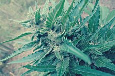 Auto_Blueberry®_72_дня_(4).JPG
