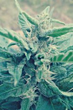 Auto_Blueberry®_72_дня_(5).JPG