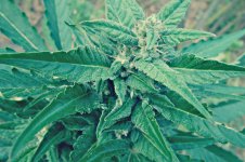 Auto_Blueberry®_72_дня_(7).JPG