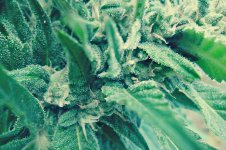 Auto_Blueberry®_72_дня_(8).JPG