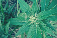Auto_Blueberry®_72_дня_(9).JPG