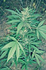 Auto_Blueberry®_72_дня_(10).JPG