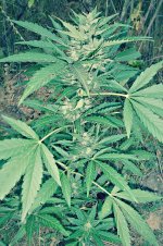Auto_Blueberry®_72_дня_(11).JPG