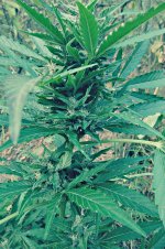 Auto_Blueberry®_72_дня_(12).JPG