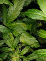 20170910_114538.jpg 20170910_114538.jpg