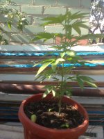 Вишенька0842.jpg