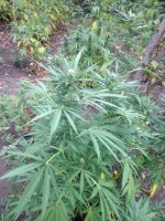 Изображение 013.jpg