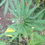 Изображение 005.jpg