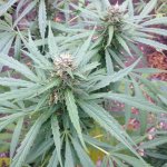 Изображение 004.jpg