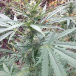 Изображение 003.jpg