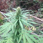 Изображение 002.jpg