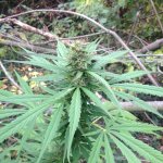 Изображение 001.jpg