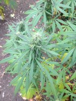 Изображение 008.jpg