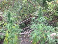 Изображение 010.jpg