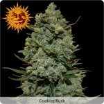 cookies-kush-35859.jpg cookies-kush-35859.jpg