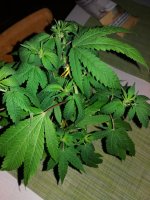 20170913_223753.jpg