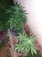 20170914_193353.jpg