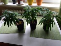 20170915_074740.jpg