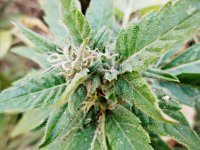 Auto Blueberry 86д (4).JPG