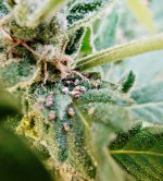 Auto Blueberry 86д (5).JPG