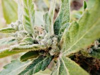 Auto Blueberry 86д (6).JPG