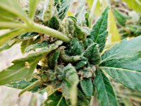 Auto Blueberry 86д (7).JPG