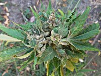 Auto Blueberry 86д (8).JPG