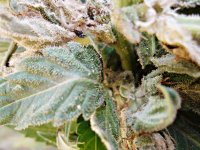 Auto Blueberry 86д (10).JPG