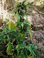Auto_Blueberry_86д_(11).JPG