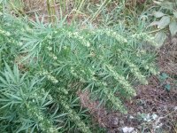 IMG_20170912_173425.jpg